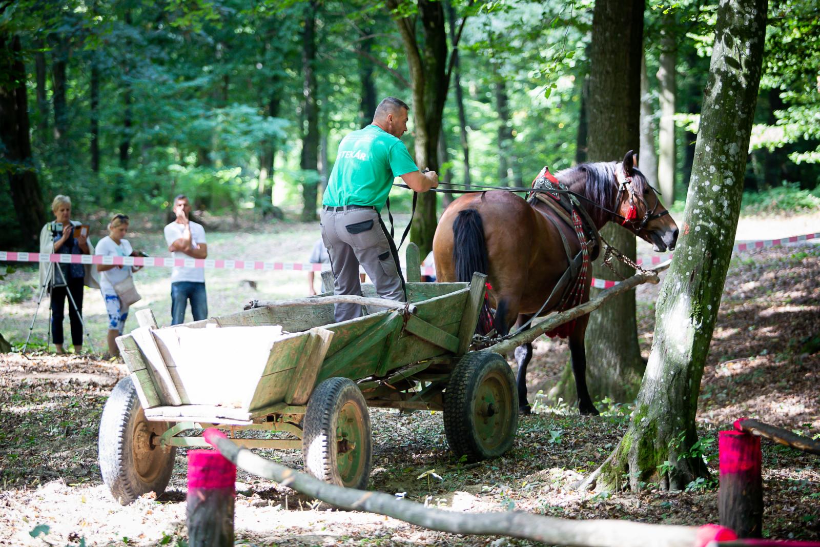Fotogaléria Furmanské preteky 18.08.2019 (713) Furmanské preteky 18.08.2019